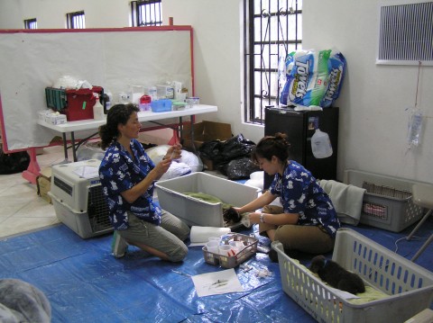 Volunteers with puppies in Grand Bahama
