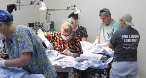 Several vets each working on neutering dogs in a clinic