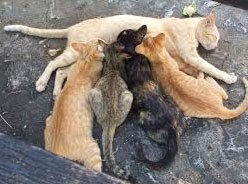Mother cat nursing her kittens