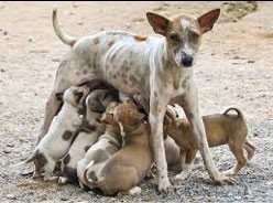 Mother Dog nursing her puppies