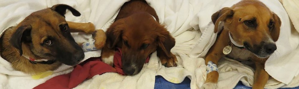 Three dogs after surgery