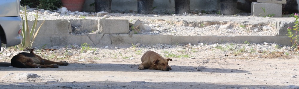 Stray potcakes sleeping in Turks and Caicos