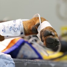 Potcake receiving much needed health care services