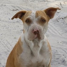 Potcake on the island