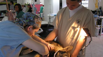 A Vet and assistant examining a dog in Grand Bahama Vet Examining Dog