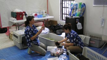 Volunteers with puppies in Grand Bahama Volunteers with puppies in Grand Bahama