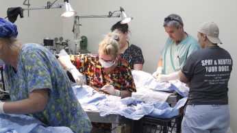 Several vets each working on neutering dogs in a clinic
